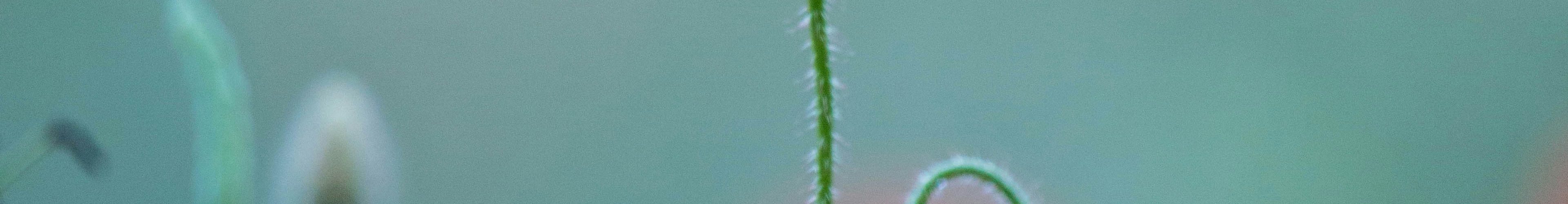 Una amapola que es más alta que las demás