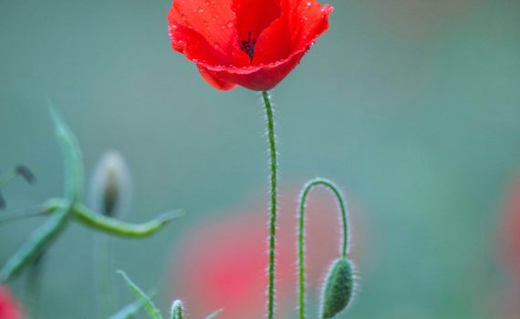 Una amapola que es más alta que las demás